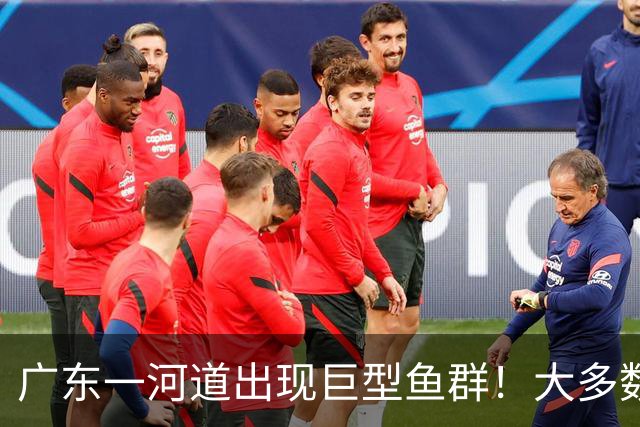 广东一河道出现巨型鱼群！大多数近一米长！